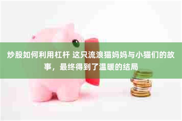 炒股如何利用杠杆 这只流浪猫妈妈与小猫们的故事，最终得到了温暖的结局