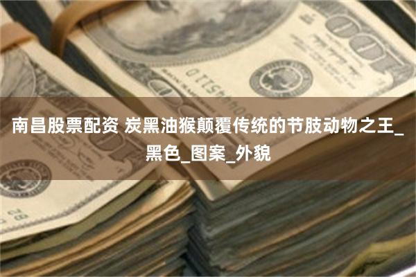 南昌股票配资 炭黑油猴颠覆传统的节肢动物之王_黑色_图案_外貌